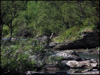 Bifogad bild: norge2010augusti112.jpg